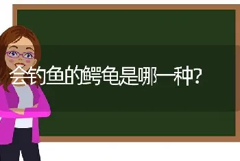 会钓鱼的鳄龟是哪一种？