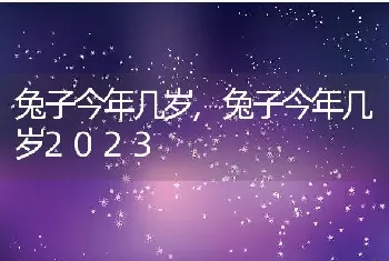 兔子今年几岁，兔子今年几岁2023