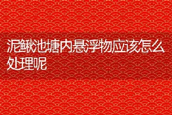 泥鳅池塘内悬浮物应该怎么处理呢