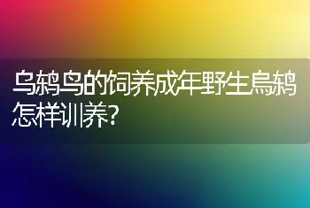 乌鸫鸟的饲养成年野生烏鸫怎样训养？