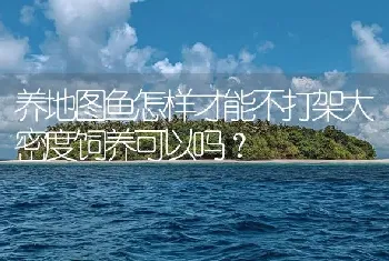 养地图鱼怎样才能不打架大密度饲养可以吗？