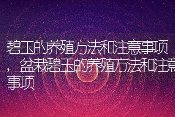 碧玉的养殖方法和注意事项，盆栽碧玉的养殖方法和注意事项