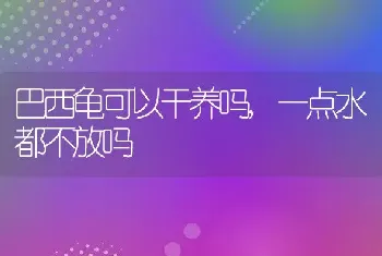 巴西龟可以干养吗，一点水都不放吗