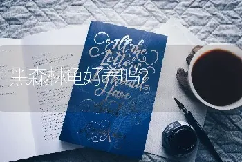 黑森林龟好养吗？