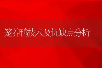 笼养鸭技术及优缺点分析