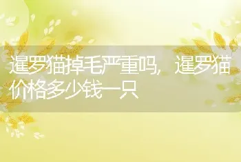 暹罗猫掉毛严重吗，暹罗猫价格多少钱一只