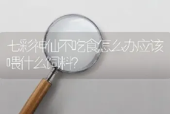 七彩神仙不吃食怎么办应该喂什么饲料？