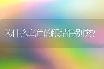 为什么乌龟的眼睛特别突？