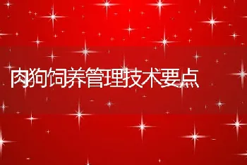 肉狗饲养管理技术要点