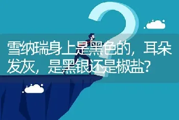 雪纳瑞身上是黑色的，耳朵发灰，是黑银还是椒盐？