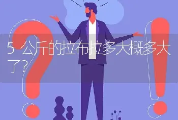 5公斤的拉布拉多大概多大了？