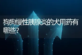 狗狗慢性胰腺炎的犬用药有哪些？