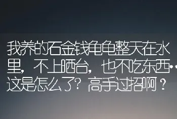 我养的石金钱龟龟整天在水里，不上晒台，也不吃东西…这是怎么了?高手过招啊？