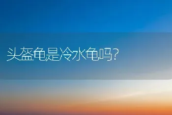 得猫瘟后猫会活多少时间？