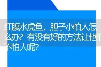 红腹水虎鱼，胆子小怕人怎么办？有没有好的方法让他们不怕人呢？