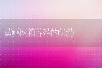 黄鳝网箱养殖的优势