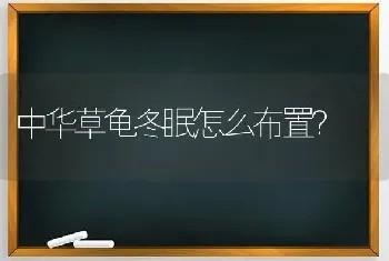 中华草龟冬眠怎么布置？