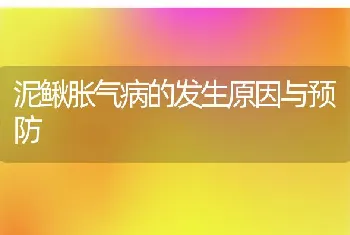 泥鳅胀气病的发生原因与预防