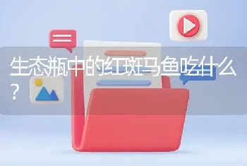 生态瓶中的红斑马鱼吃什么？