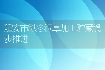 延安市秋冬饲草加工贮藏稳步推进