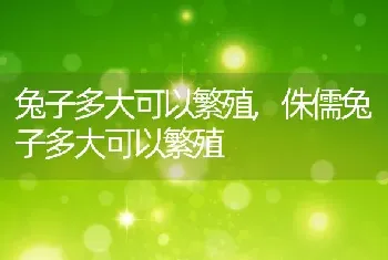 兔子多大可以繁殖，侏儒兔子多大可以繁殖