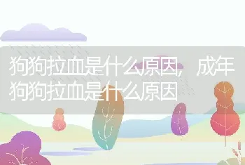 狗狗拉血是什么原因，成年狗狗拉血是什么原因