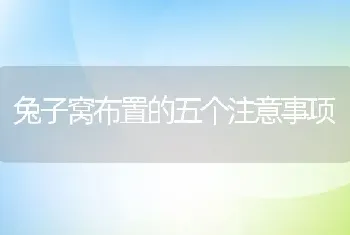 兔子窝布置的五个注意事项