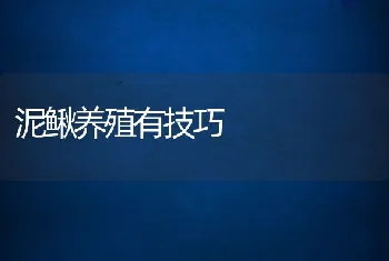 肉鸡饲料可加桑叶粉