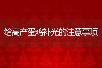 给高产蛋鸡补光的注意事项