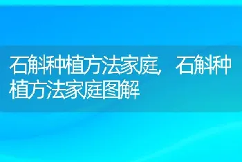 石斛种植方法家庭，石斛种植方法家庭图解