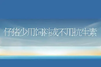 仔猪少用饲料或不用抗生素