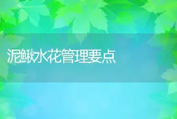 泥鳅水花管理要点