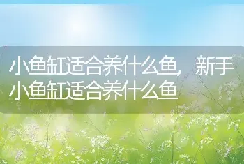 小鱼缸适合养什么鱼，新手小鱼缸适合养什么鱼