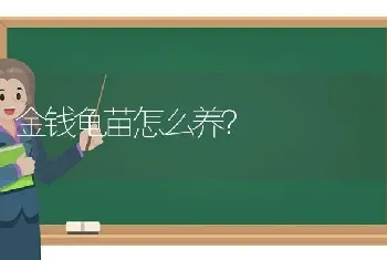 金钱龟苗怎么养？