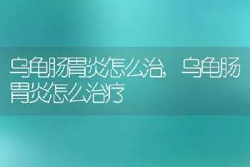 乌龟肠胃炎怎么治，乌龟肠胃炎怎么治疗