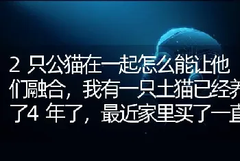 2只公猫在一起怎么能让他们融合，我有一只土猫已经养了4年了，最近家里买了一直山东狮子猫才2个多月？