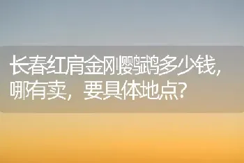 长春红肩金刚鹦鹉多少钱，哪有卖，要具体地点？