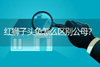 红狮子头鱼怎么区别公母？