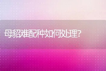 母貂难配种如何处理？