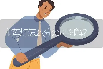 宝莲灯怎么分公母图解？