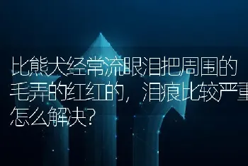 比熊犬经常流眼泪把周围的毛弄的红红的，泪痕比较严重怎么解决？