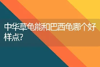 中华草龟能和巴西龟哪个好样点？