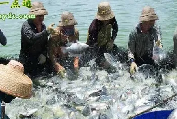 罗非鱼秋冬及夏季高温管理要点