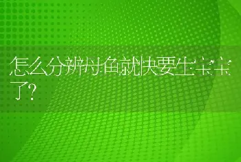 怎么分辨母鱼就快要生宝宝了？