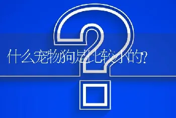 什么宠物狗是比较小的？