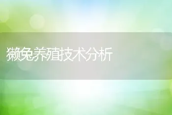 獭兔养殖技术分析