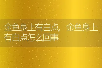 金鱼身上有白点，金鱼身上有白点怎么回事