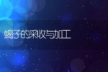 蝎子的采收与加工