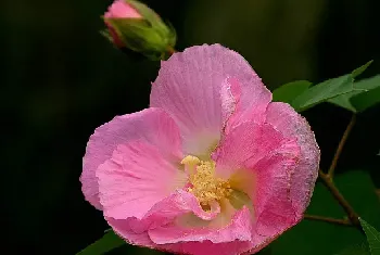 木芙蓉的繁殖种植方法