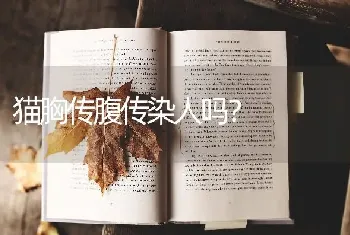 德文虎斑哪个品种好？